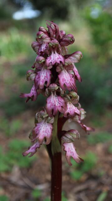 Himantoglossus robertianum