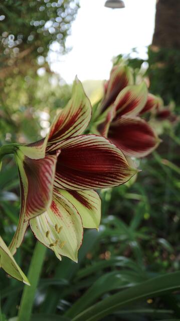 Hippeastrum papilio