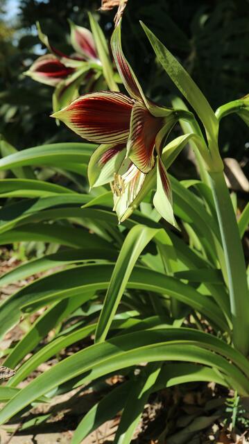 Hippeastrum papilio