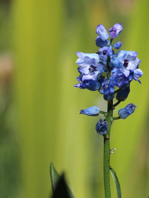 Hyacinthella pallens