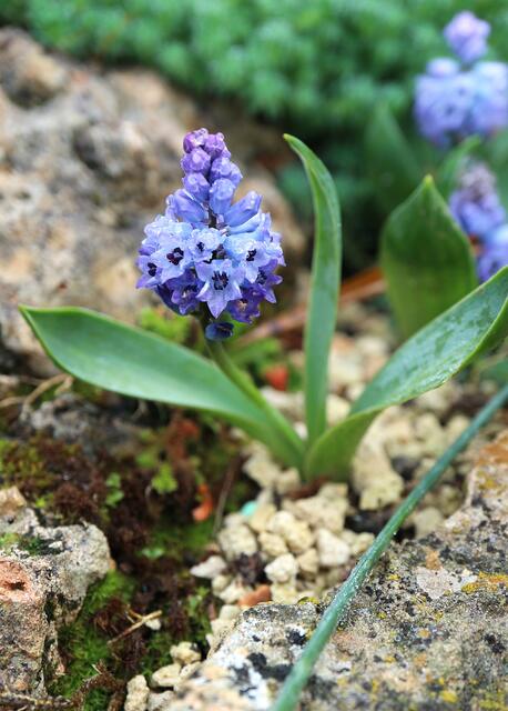 Hyacinthella pallens