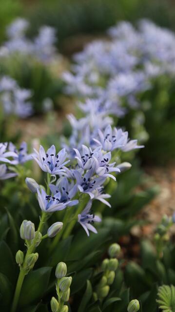 Hyacinthoides ciliolata