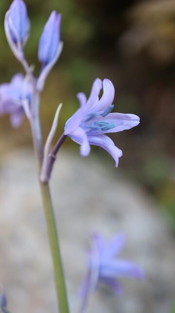 Hyacinthoides italica