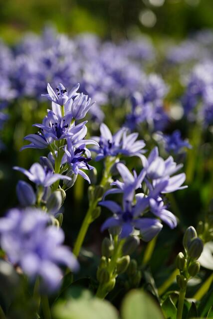 Hyacinthoides lingulata