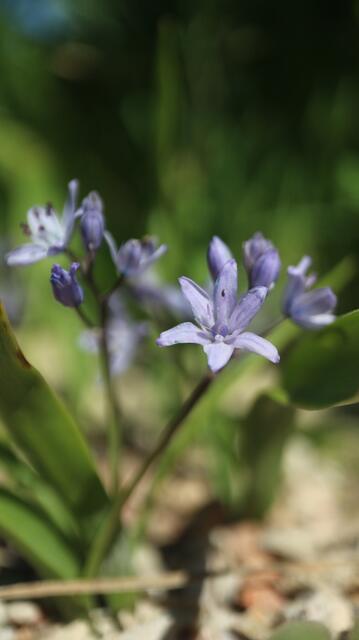 Hyacinthoides vicentina