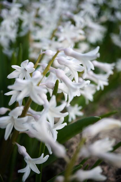 Hyacinthus orientalis f. alba
