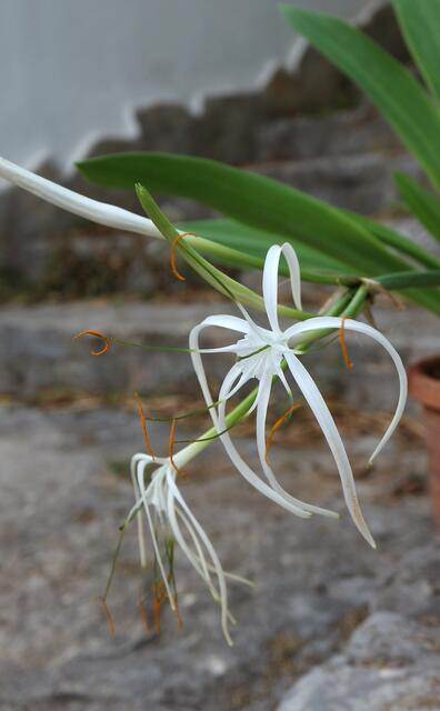 Hymenocallis harrissiana