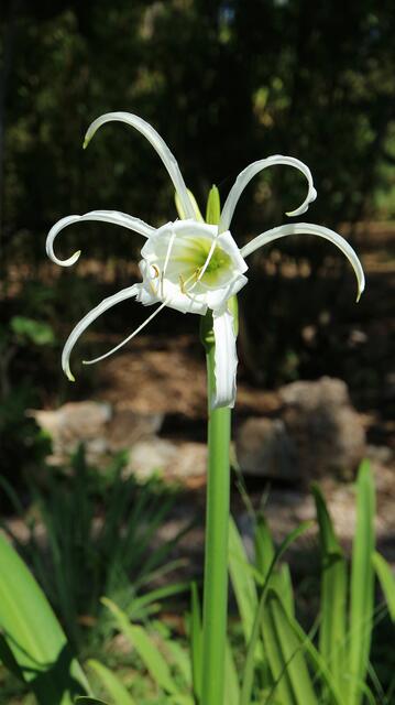 Hymenocallis x festalis