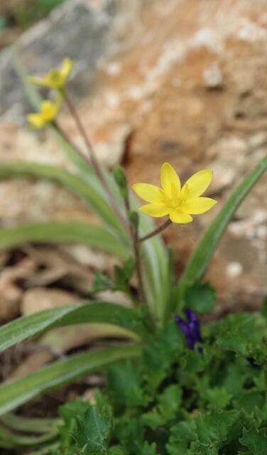 Hypoxis hemerocallidaceae