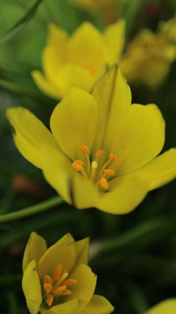 Ipheion dialystemon (syn: Nothoscordum dialystemon)
