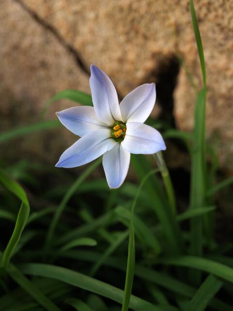 Ipheion uniflorum
