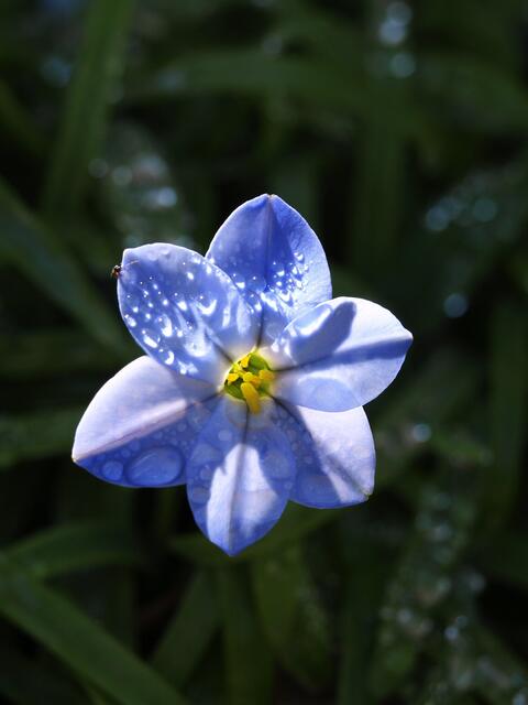 Ipheion uniflorum