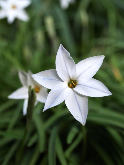 Ipheion uniflorum 'Alberto Castillo'