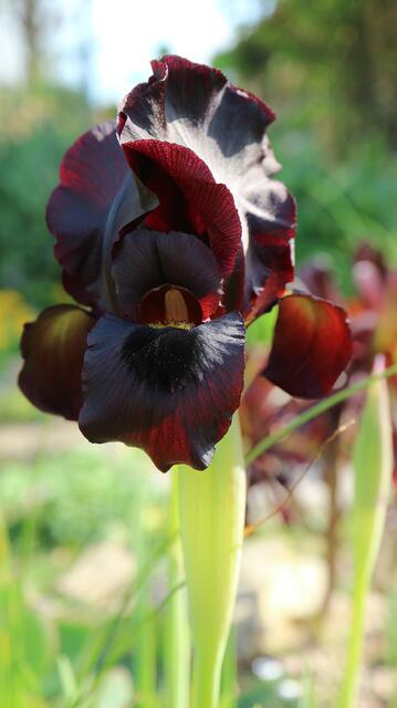Iris atropurpurea
