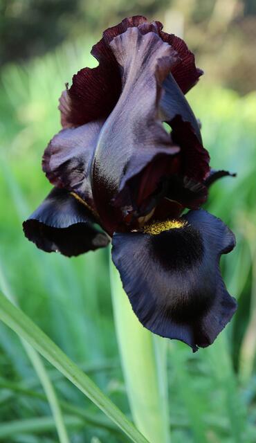 Iris atropurpurea