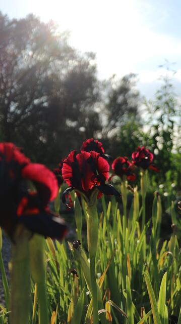 Iris atropurpurea