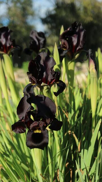 Iris atropurpurea