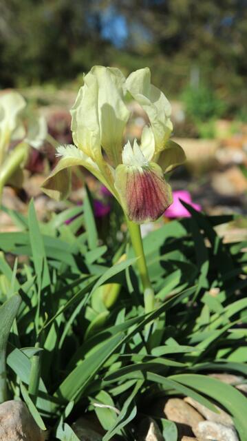 Iris attica