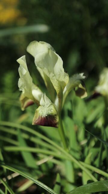 Iris attica