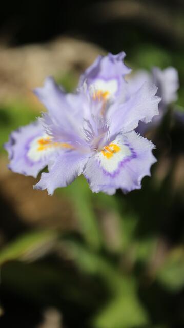 Iris confusa