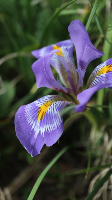 Iris cretensis - syn: Iris unguicularis subsp. cretensis