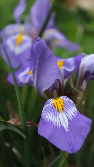 Iris cretensis - syn: Iris unguicularis subsp. cretensis