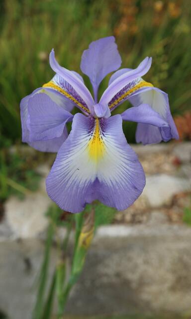 Iris cycloglossa