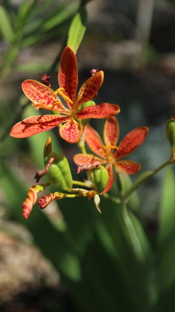 Iris domestica - syn: Belamcanda sinensis