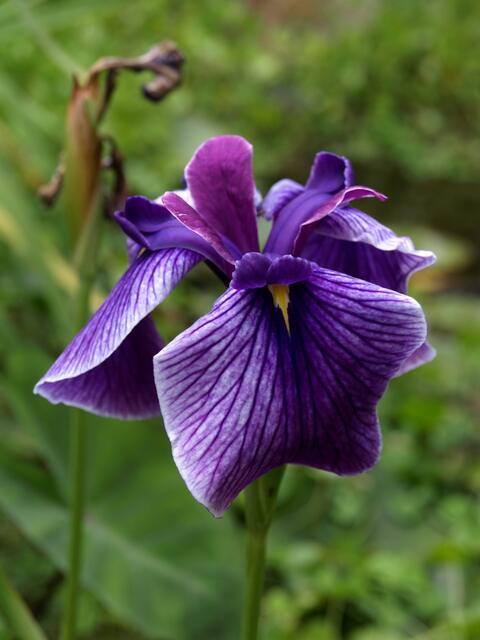 Iris ensata cv