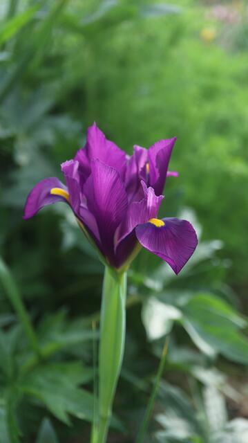 Iris filifolia - syn: Xiphion filifolium