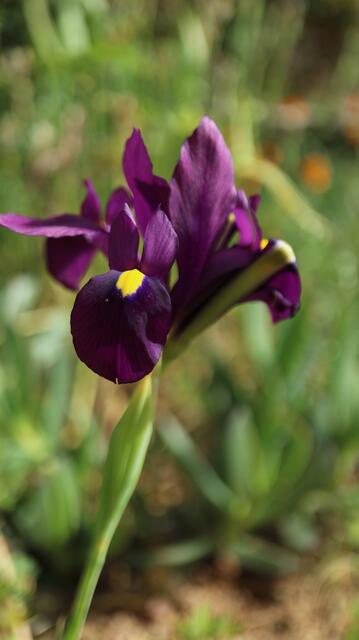 Iris filifolia - syn: Xiphion filifolium / ex Málaga