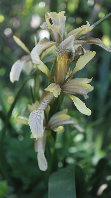 Iris foetidissima 'Citrina'
