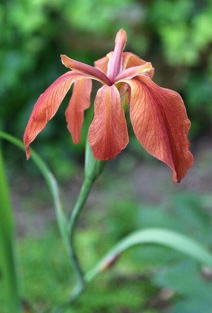 Iris fulva