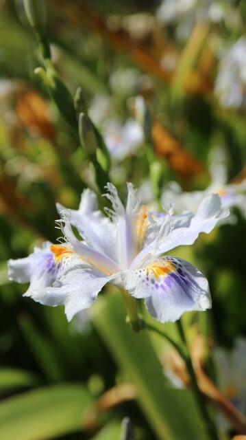 Iris japonica