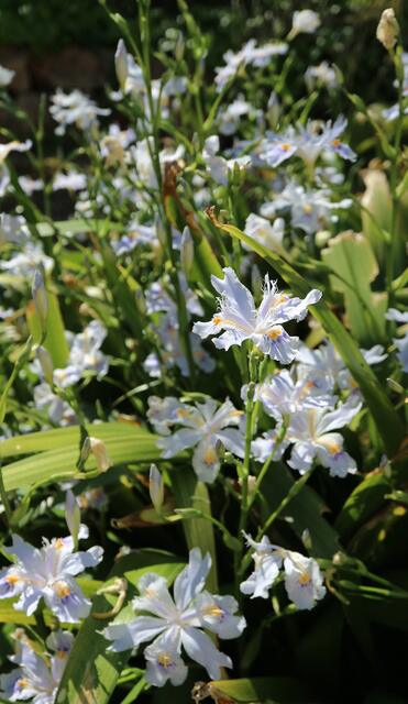 Iris japonica