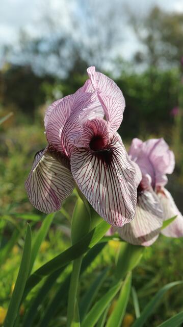 Iris korolkowii