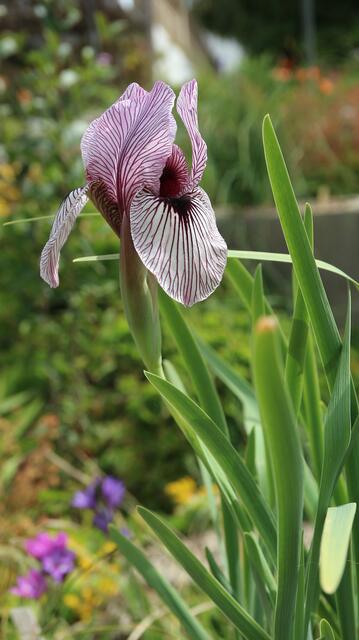 Iris korolkowii