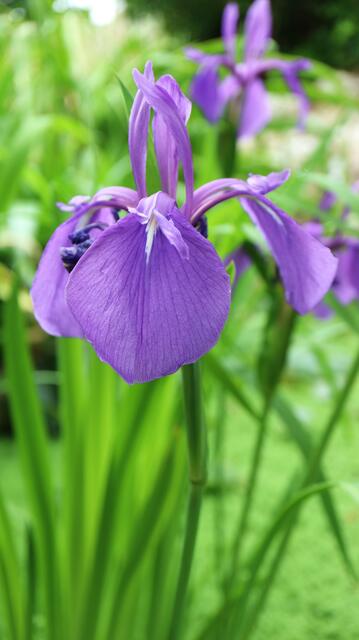 Iris laevigata