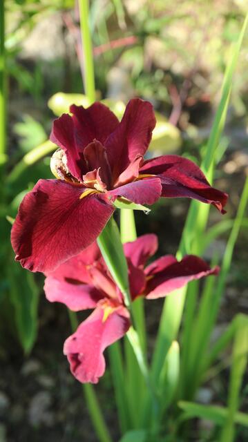 Iris louisiana 'Ann Chowning'