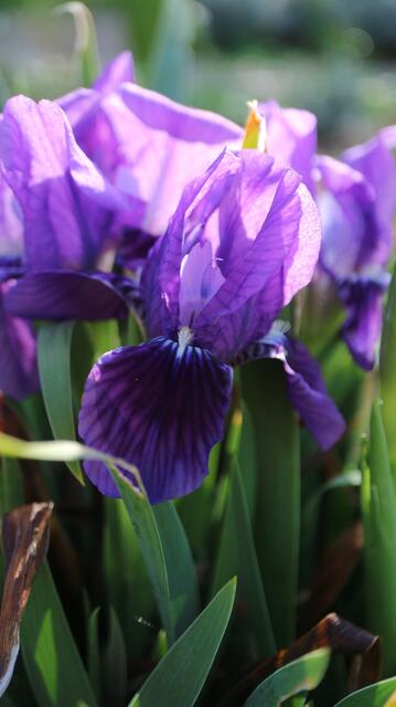 Iris lutescens