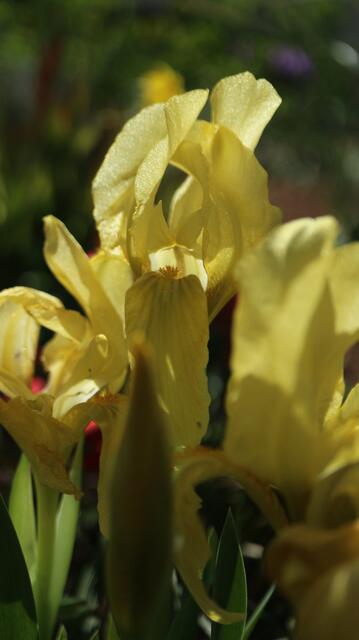 Iris lutescens / ex Montpellier