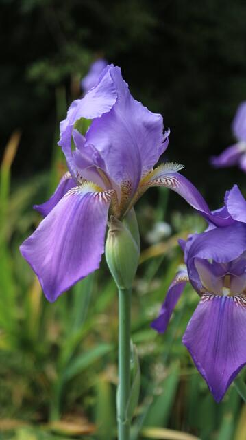 Iris mesopotamica
