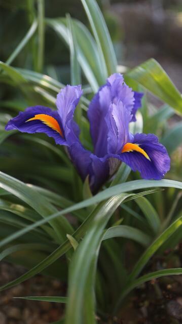 Iris planifolia - syn: Juno planifolia / ex Crete