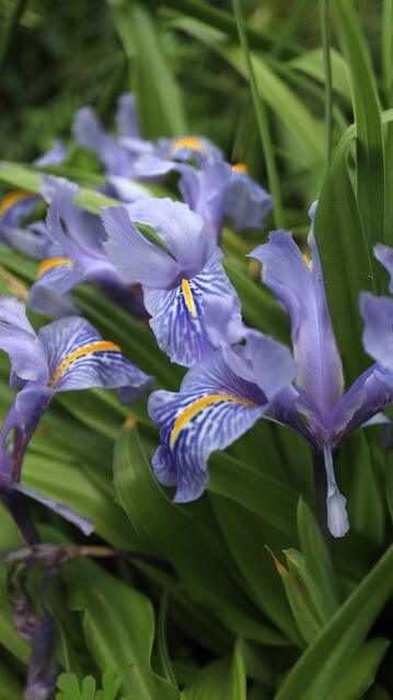 Iris planifolia - syn: Juno planifolia