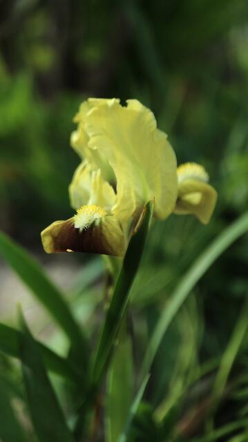 Iris pseudopumila