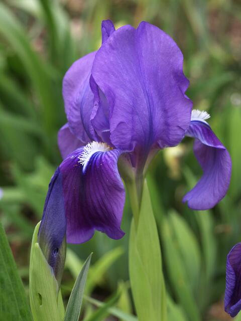 Iris pumila