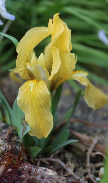 Iris pumila