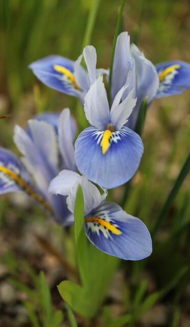 Iris reticulata 'Alice'