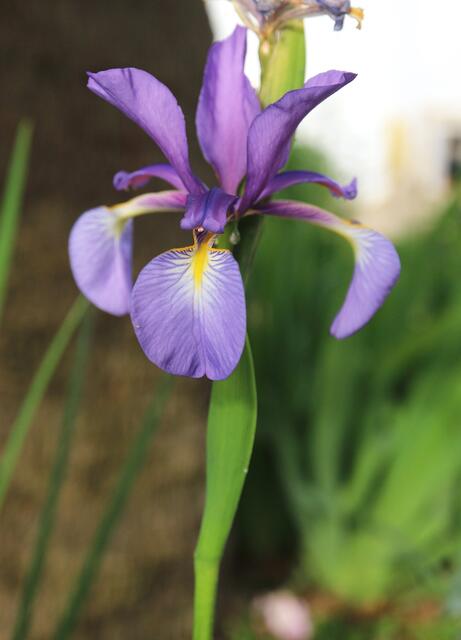 Iris spuria subsp. maritima