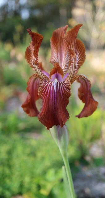 Iris stolonifera